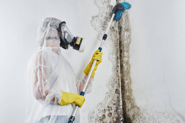 Best Post-Remediation Services in Navy Yard City, WA