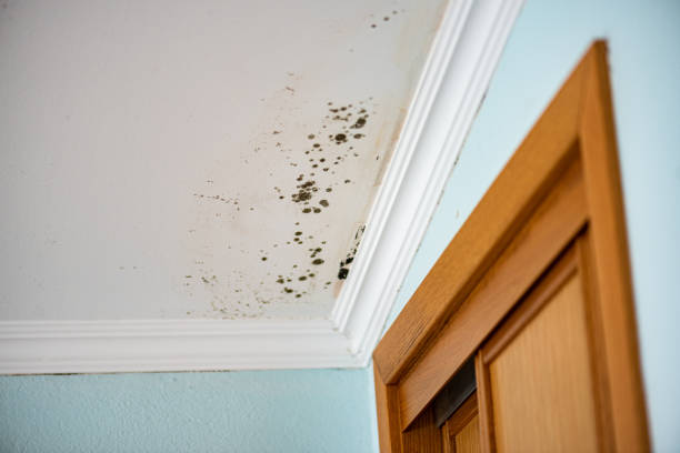 Best Localized Mold Remediation (e.g., coastal areas, humid climates) in Navy Yard City, WA