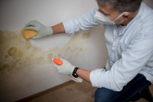 Best DIY Mold Remediation Support Services in Navy Yard City, WA