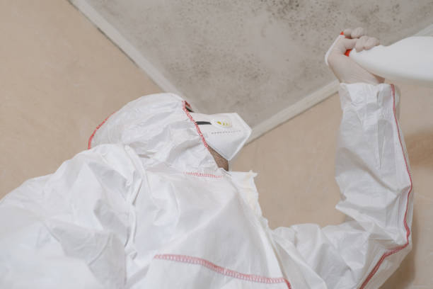  Navy Yard City, WA Mold Removal Pros