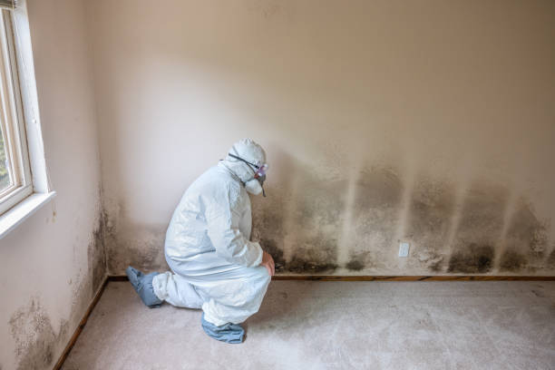 Best Attic Mold Remediation in Navy Yard City, WA