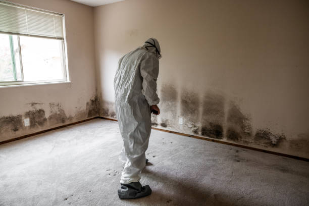 Best Post-Flood Mold Remediation in Navy Yard City, WA