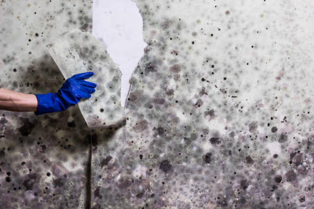 Best Mold Remediation for Schools in Navy Yard City, WA